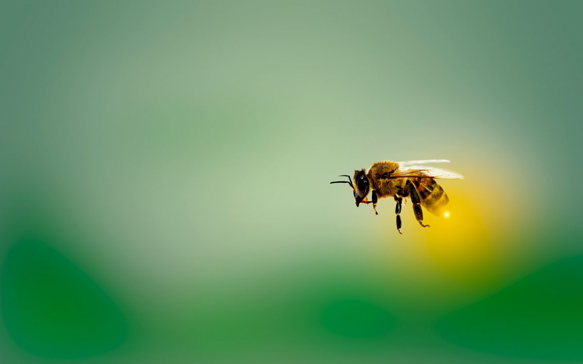 Zanieczyszczenie powietrza jest głównym zagrożeniem dla pszczół miodnych