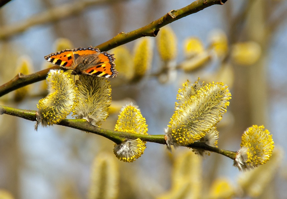 Wiosenne pyłki – jak sobie z nimi radzić?