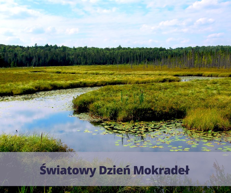 światowy dzień mokradeł